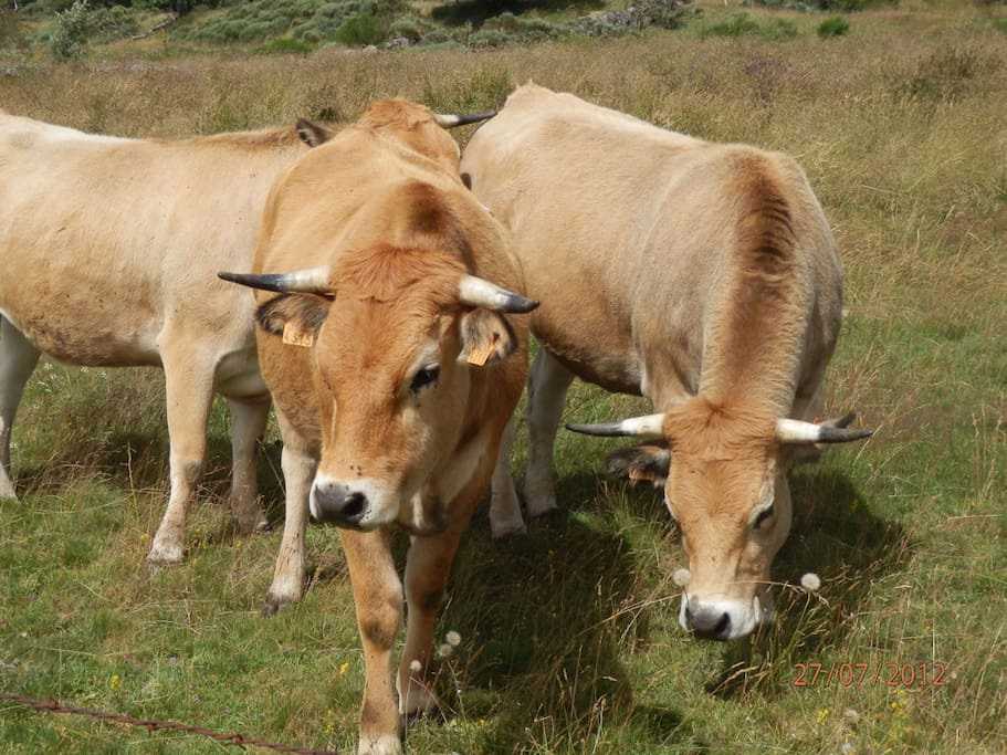nos aubrac , cheptel de 150 tete (montbelliard et aubrac)