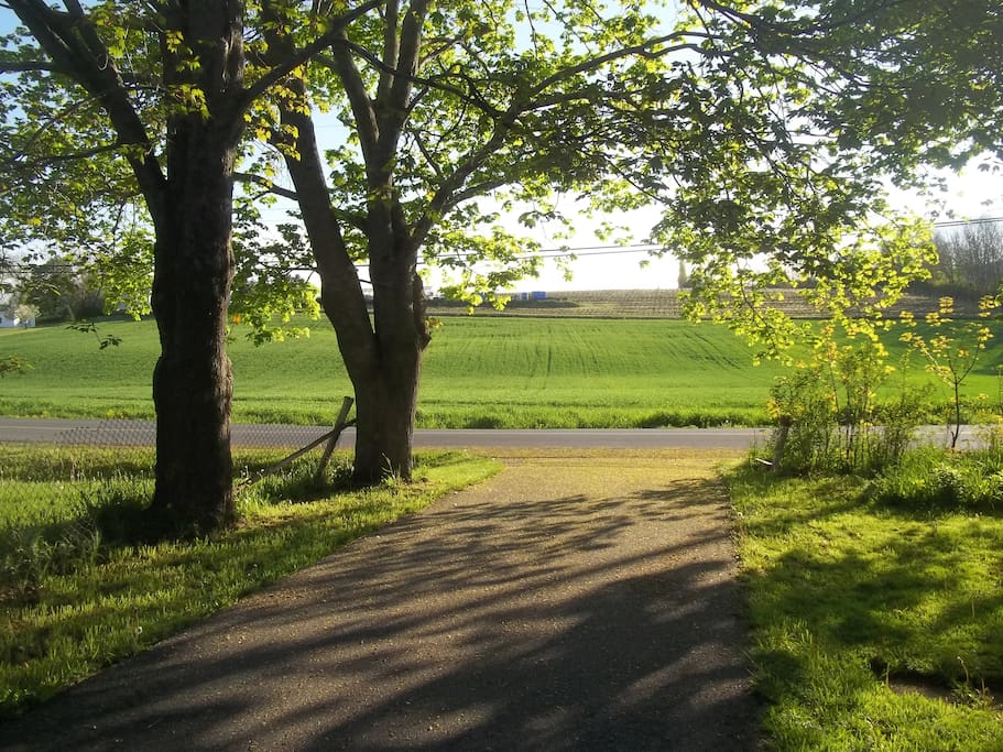 Driveway and view to a vineyard