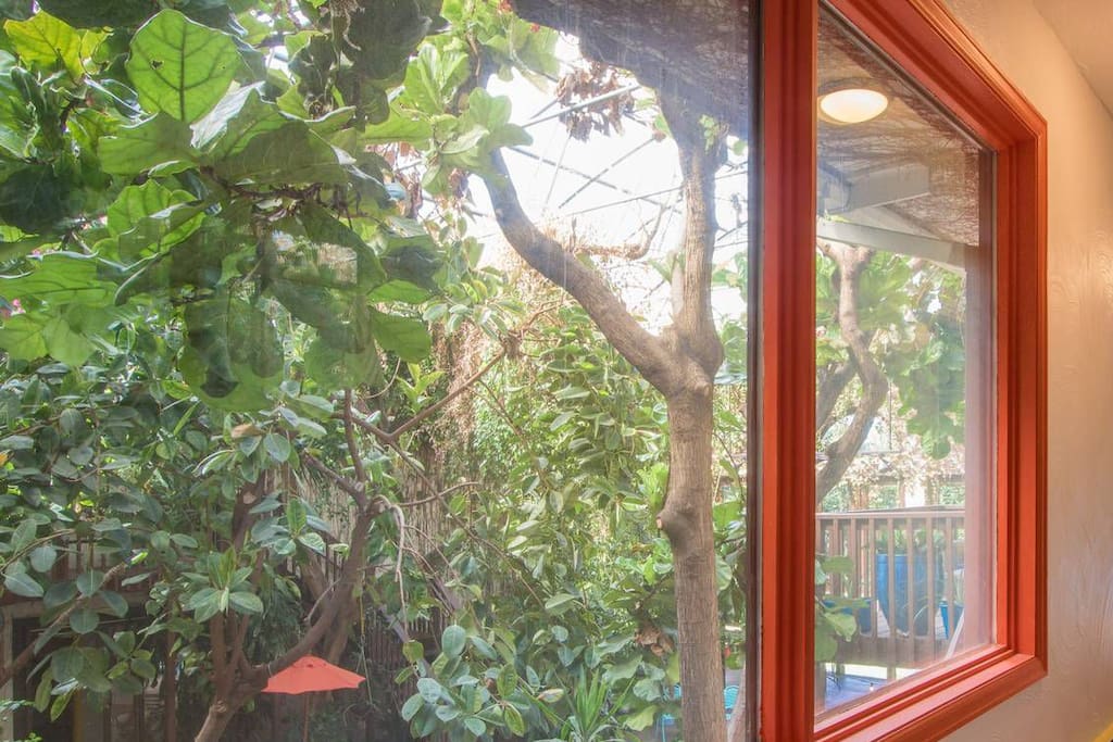 Canopy view of the Solarium