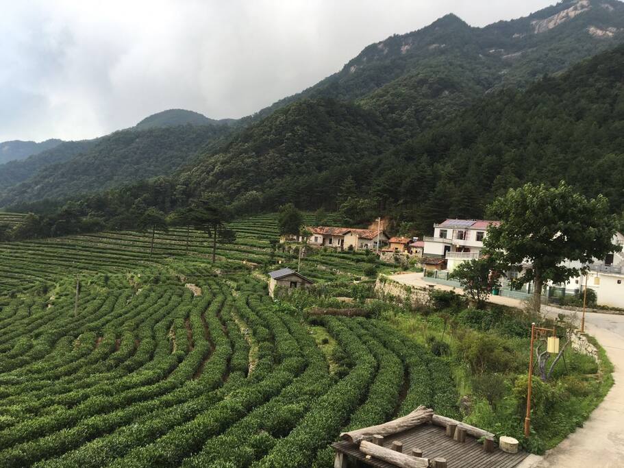 一大片茶园