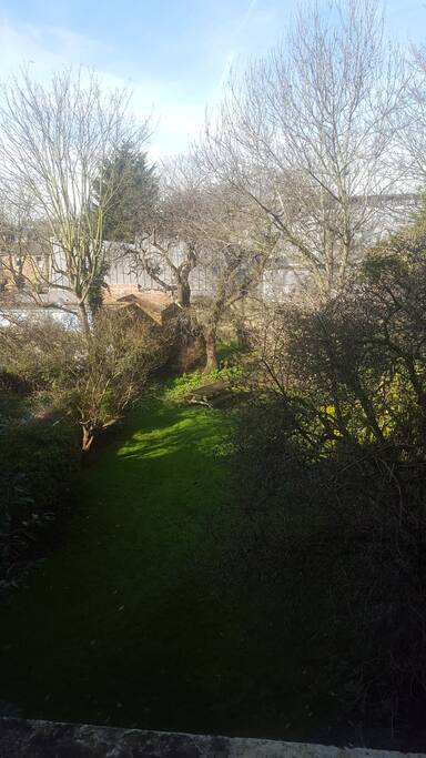 Back garden