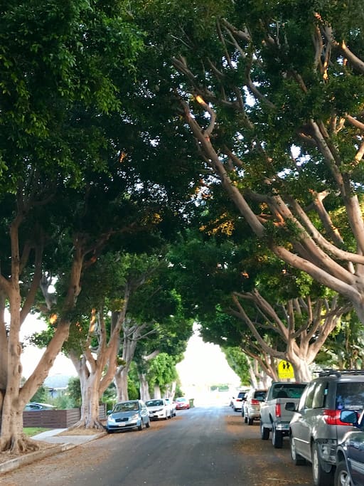 Our beautiful, tree lined street. An oasis in urban LA!