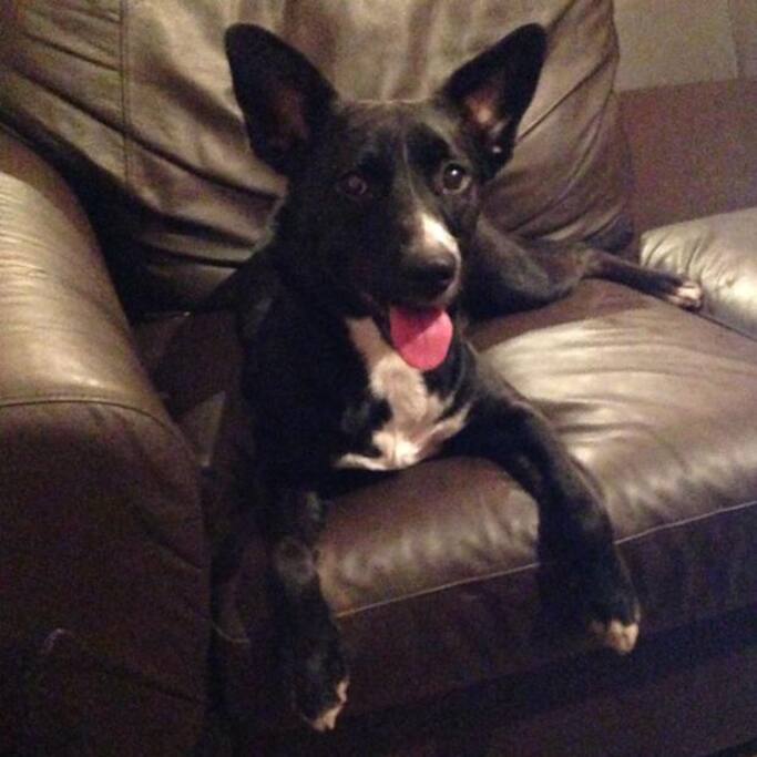 The pooch