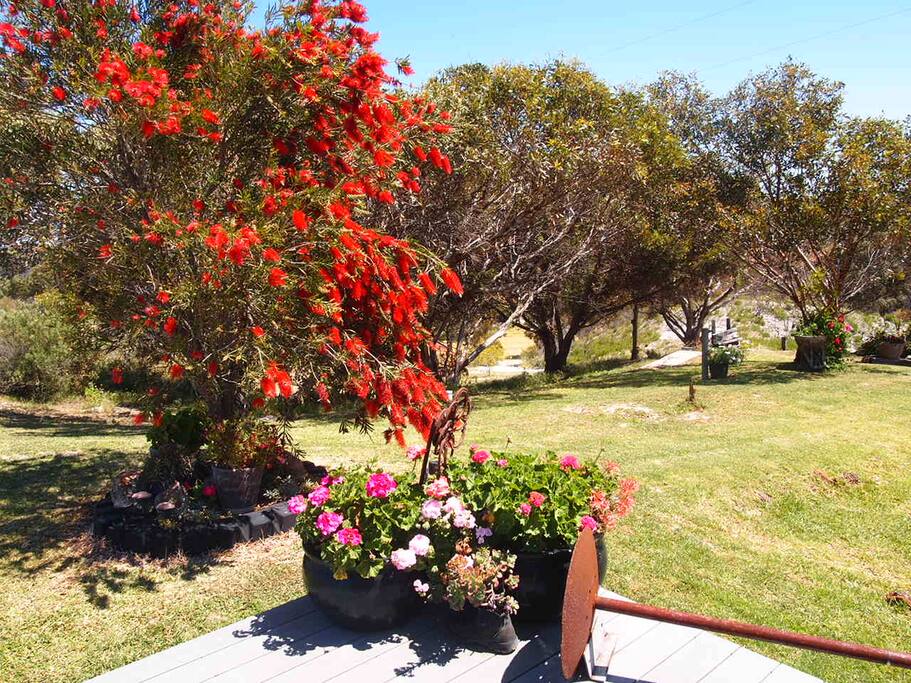Garden area