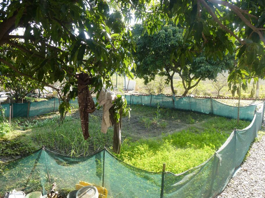 organic garden