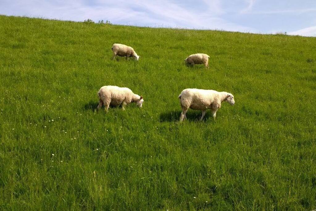 Rasenmäher am Deich