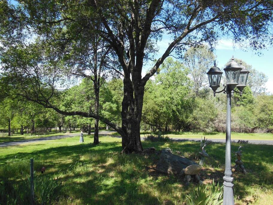Five acres of beautiful land.