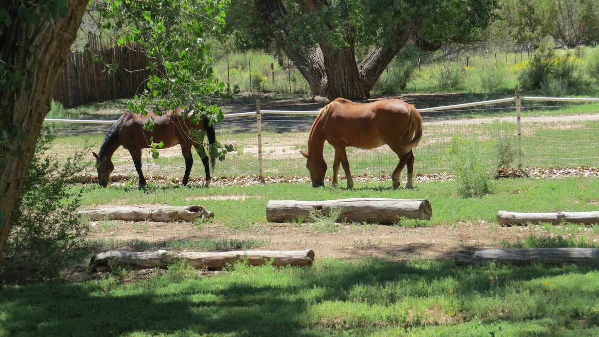 Two horses graze peacefully in a green pasture framed by trees. Sunlight filters through the foliage, casting intricate shadows on the ground. Logs are placed throughout the landscape, enhancing the rustic outdoor setting.