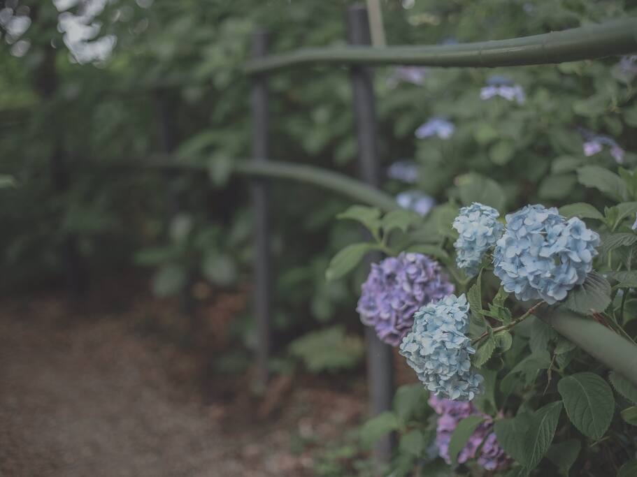 远离尘嚣的初夏风物诗 紫阳花苑 京都旅游攻略 尽在airbnb爱彼迎