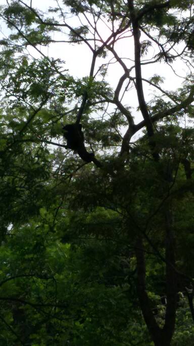 Visita de monos congo.