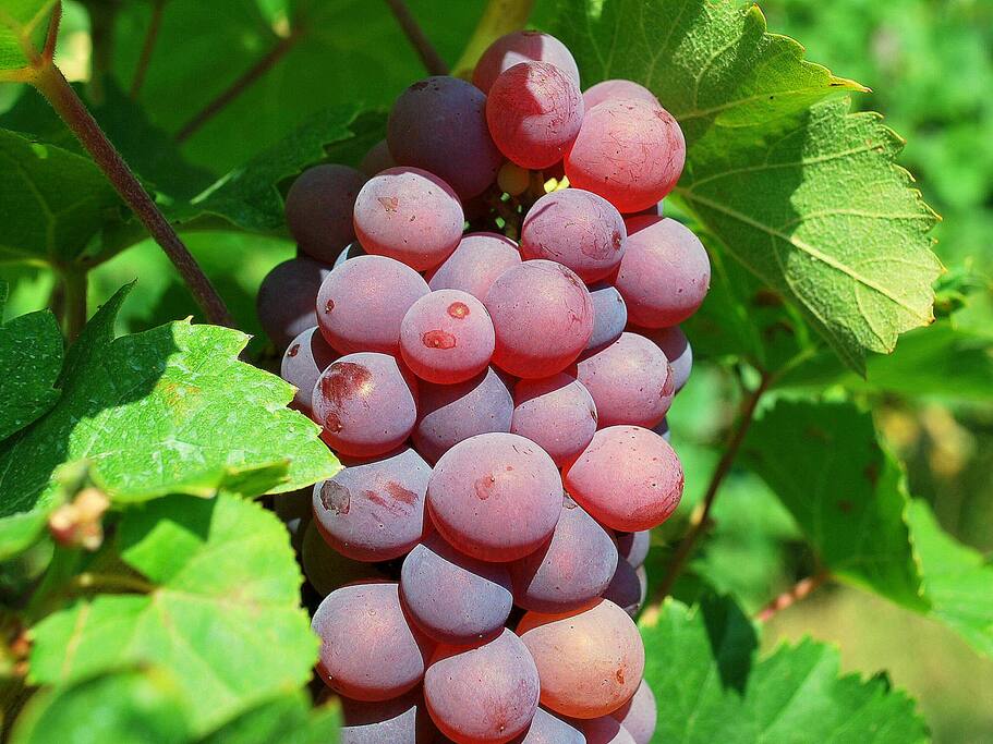 You're on holiday in a real wine area