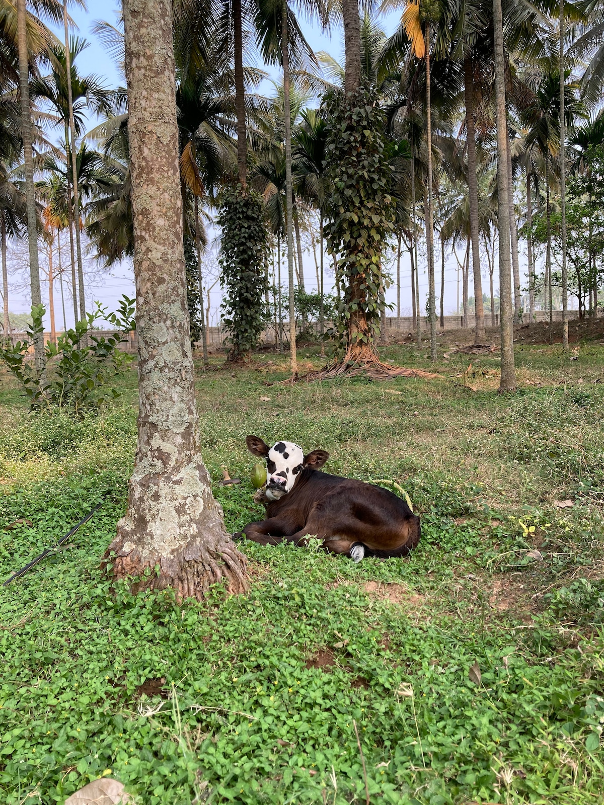 A young calf rests peacefully on the lush green grass under the shade of a tall palm tree. Surrounded by a tranquil grove, the scene reflects the serene rural atmosphere of the property.