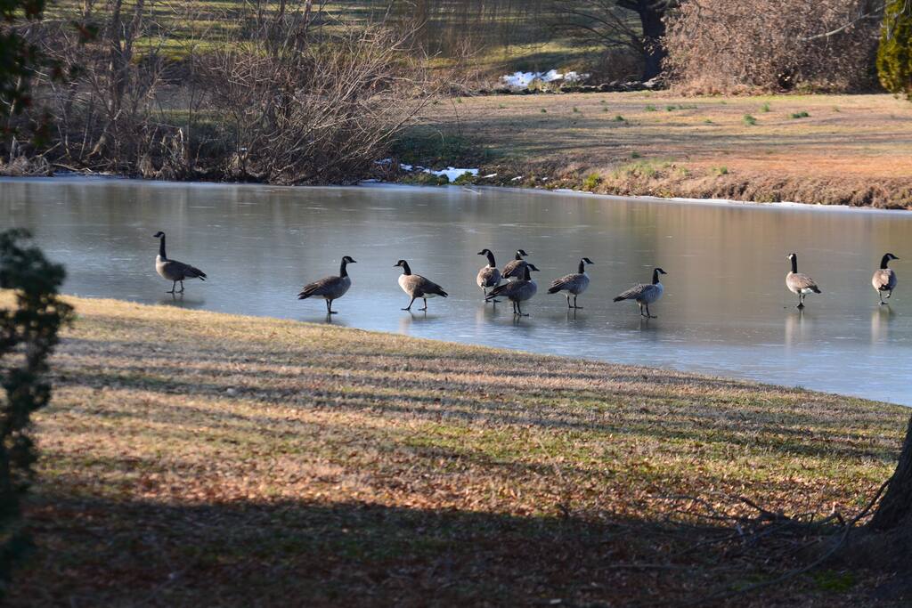 Ice-Skating Geese