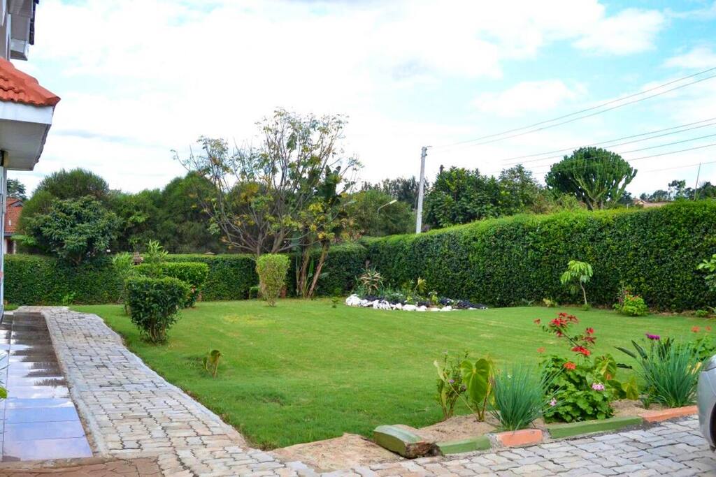 The backyard