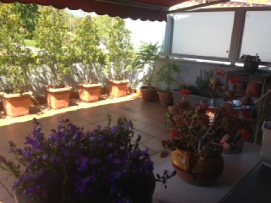 Terraza