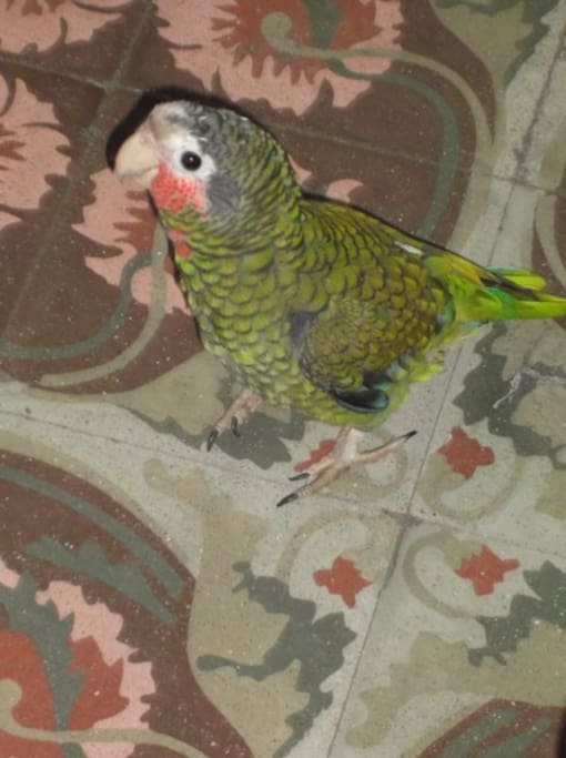 Lola, nuestra mascota / Lola, our pet