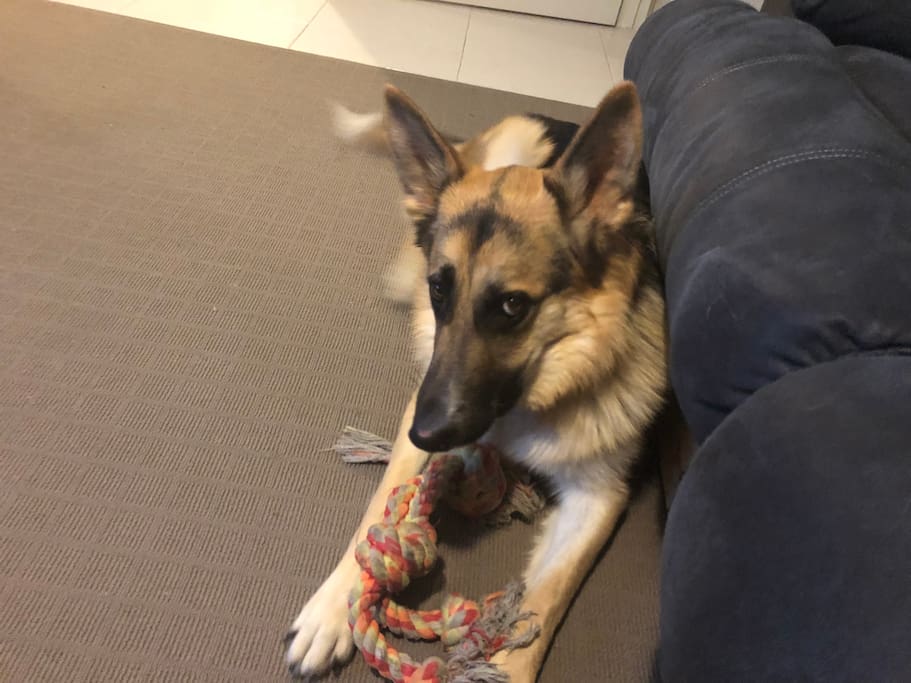 I have an 18 month old German shepherd called Axel. He is a very friendly house trained dog