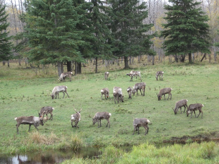 The reindeer herd