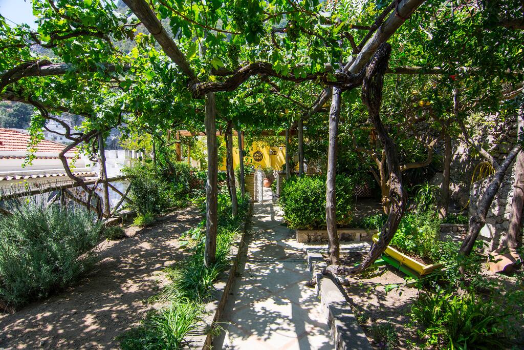 The garden