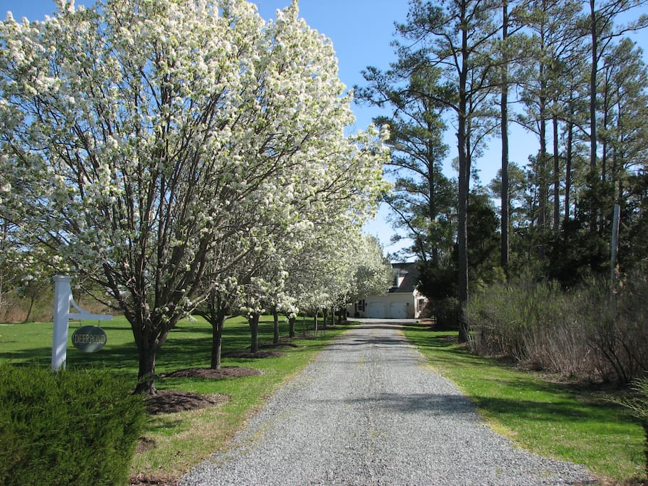 Spring - Carriage House is 300 ft. off the road set in tall pines for privacy.