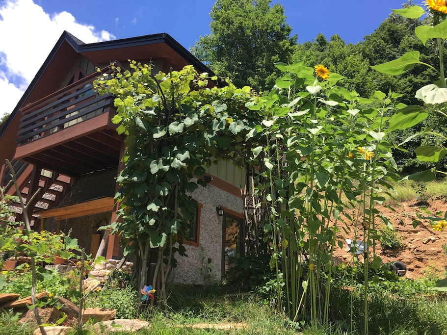 The height for the summer greenery with sunflowers and Concorde grapes on the arbor.