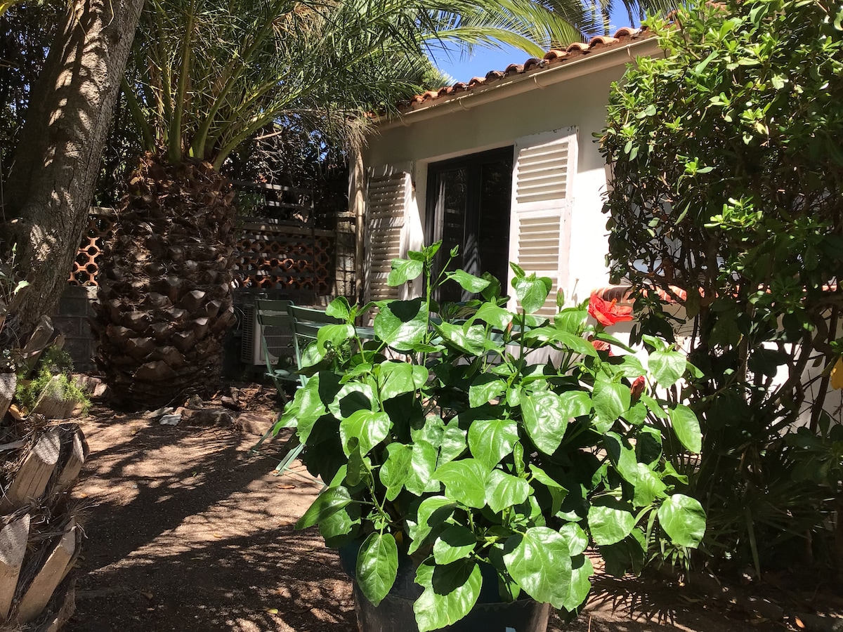 A green potted plant sits prominently in the foreground, surrounded by tropical foliage. In the background, the exterior of a cozy apartment is visible, with shutters partially closed and sunlight illuminating the space. The setting is enhanced by the presence of palm trees.