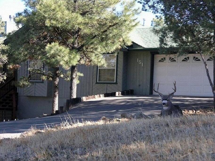 Meet the Neighbors! - You will love the wildlife here in New Mexico.