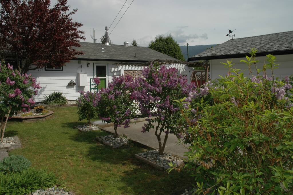 Lilacs in Bloom next to parking area in alley way access.
