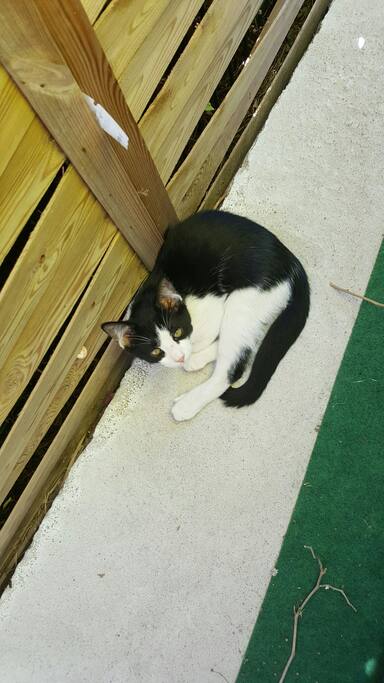 notre chat guizmo au cas ou voys seriez alleegique