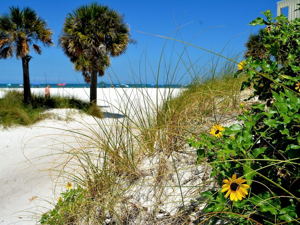 A sandy pathway leads through beach grass and wildflowers, with palm trees framing the scene. The azure ocean and clear blue sky serve as a backdrop, inviting guests to enjoy the nearby beach.