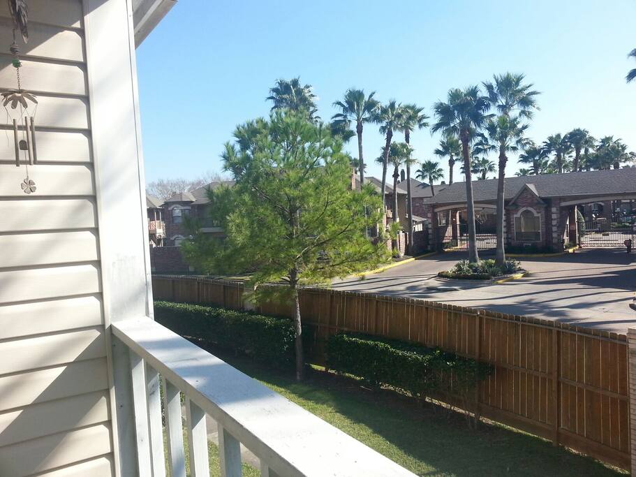The patio scenery..picture perfect palm trees.