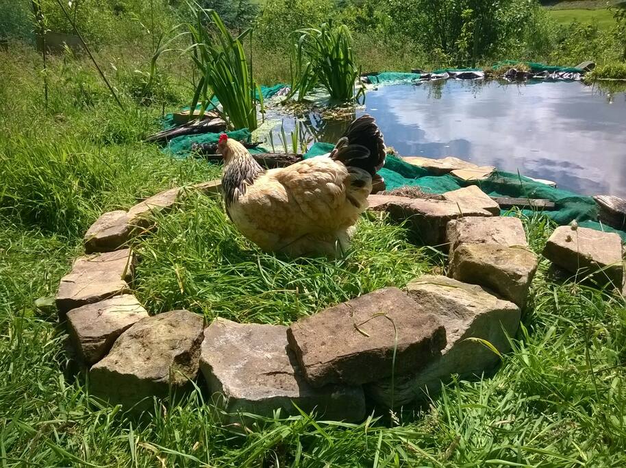 One of our hens
