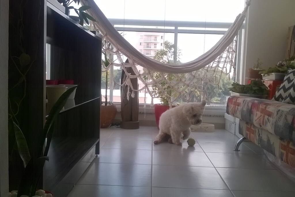 Sacada / Balcony and my dog Reynolds