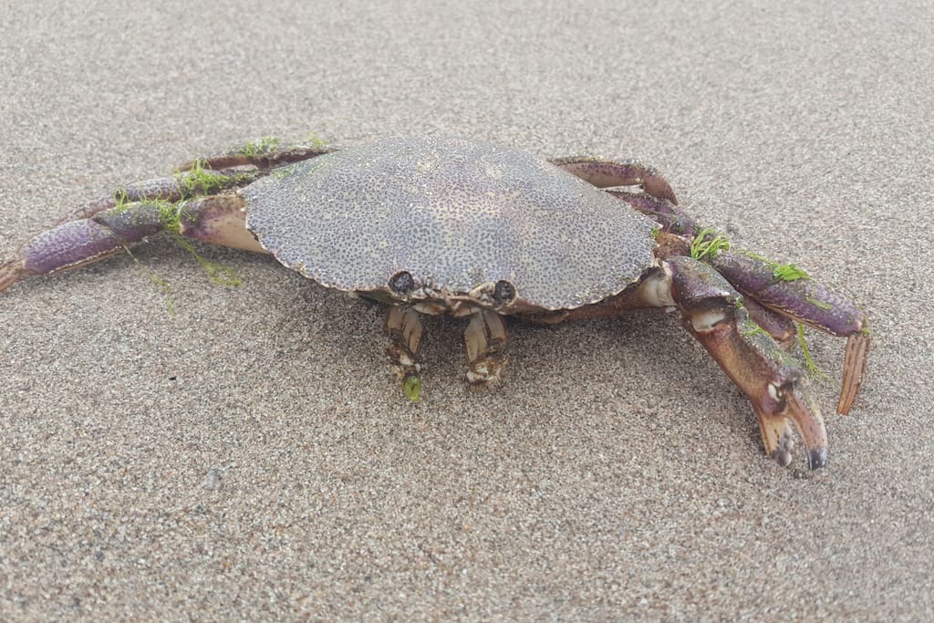 Mr Crab awaits you
