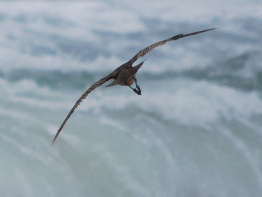 Seagul flying on the Reñaca beach wave park