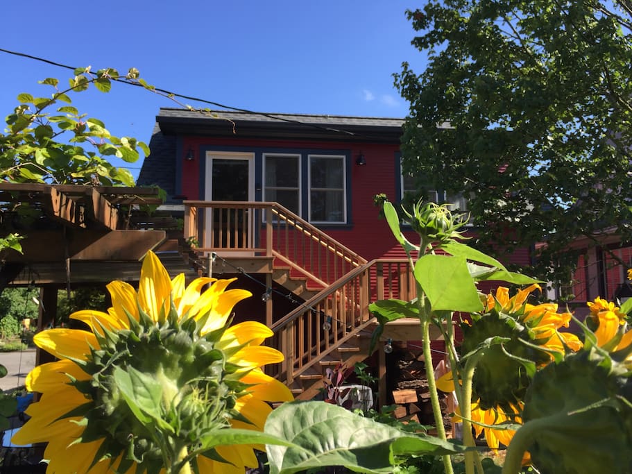 View from the south - neighbors sunflower forest is in full bloom!