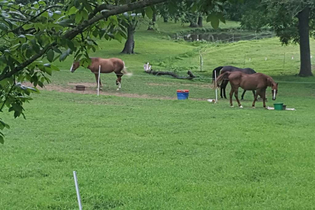 The horses welcome you!