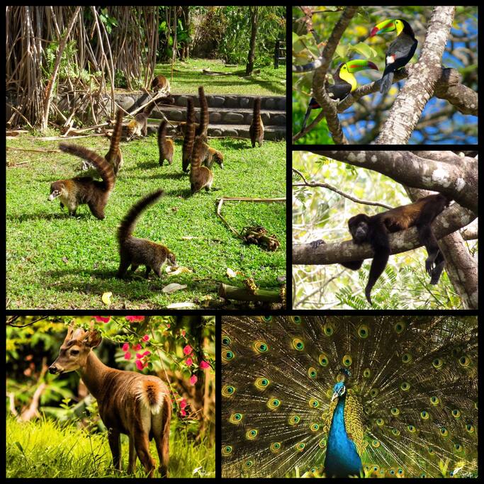 Fotos de animales tomadas dentro de la propiedad