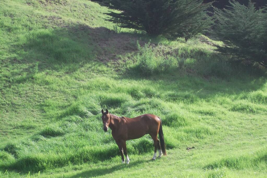 My horse, Sox, roaming free!