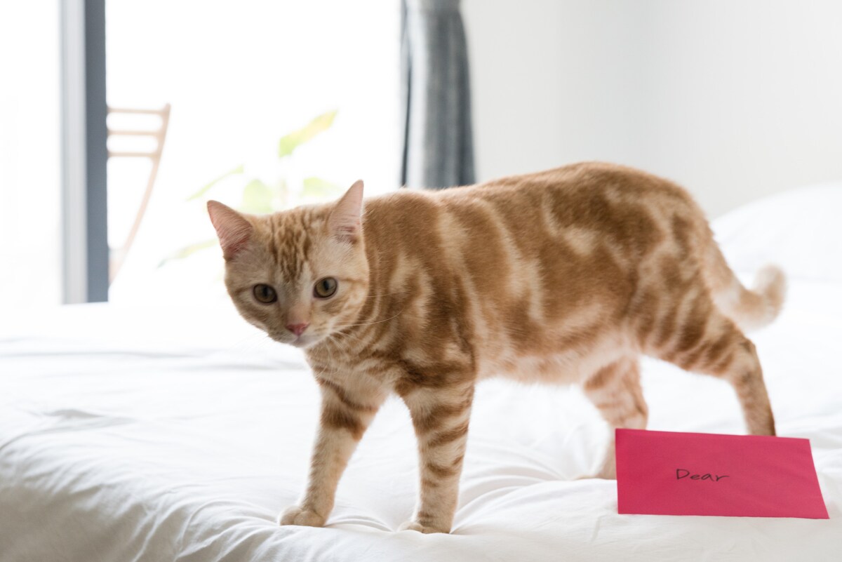 A golden-striped cat is seen walking on a neatly made bed with white linens. Next to the cat, a pink envelope with the word 'Dear' is placed. Soft natural light filters through a nearby window, creating a calm ambiance.