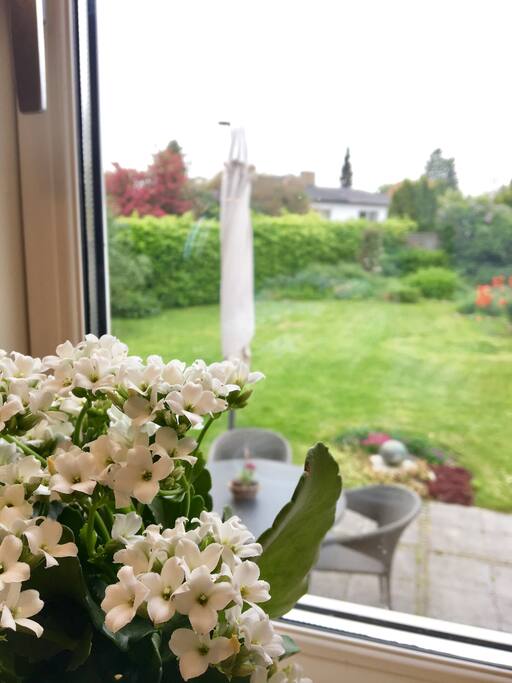 View from the kitchen