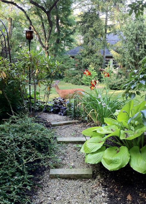 See that lovely host plant - that deer is probably headed around the island for a snack!