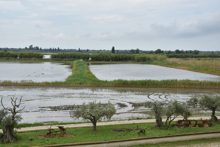 CAMARGUE MAS the SALIVAGEONE (room B)