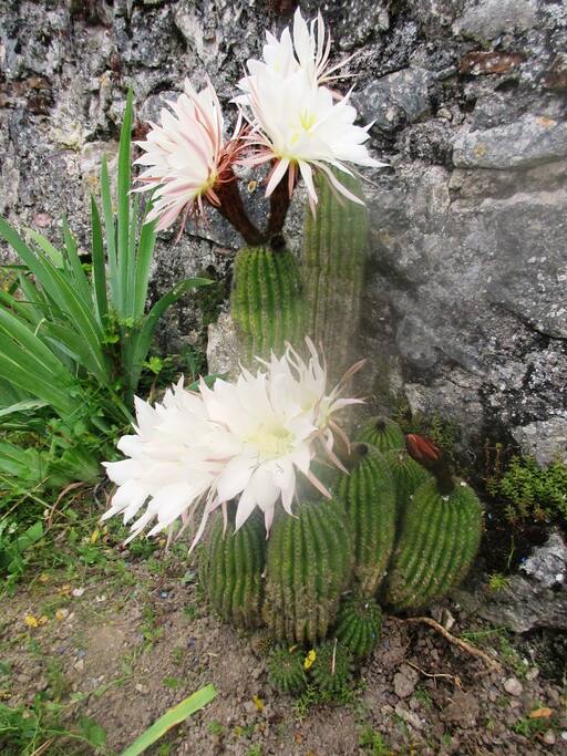 Cactus en fleur au jardin