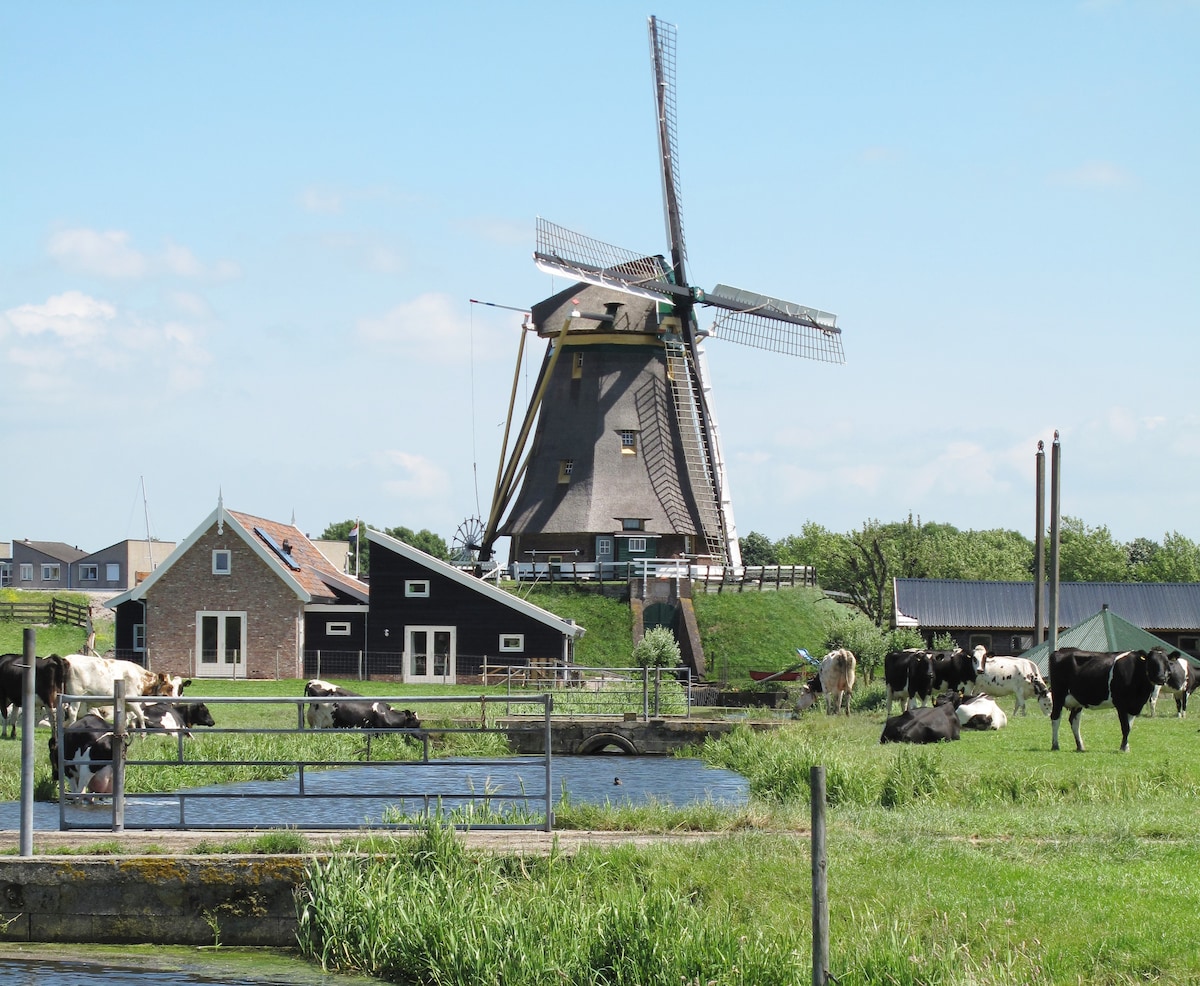 A traditional windmill stands prominently against a clear blue sky, surrounded by lush green fields. Black and white cows graze peacefully nearby. A tranquil waterway is visible in the foreground, along with a charming farmhouse featuring a mix of dark and light-colored exteriors.