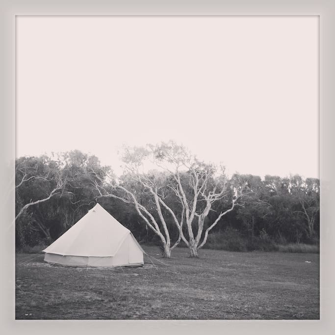 Grassy areas with kangaroos and bird life aplenty.