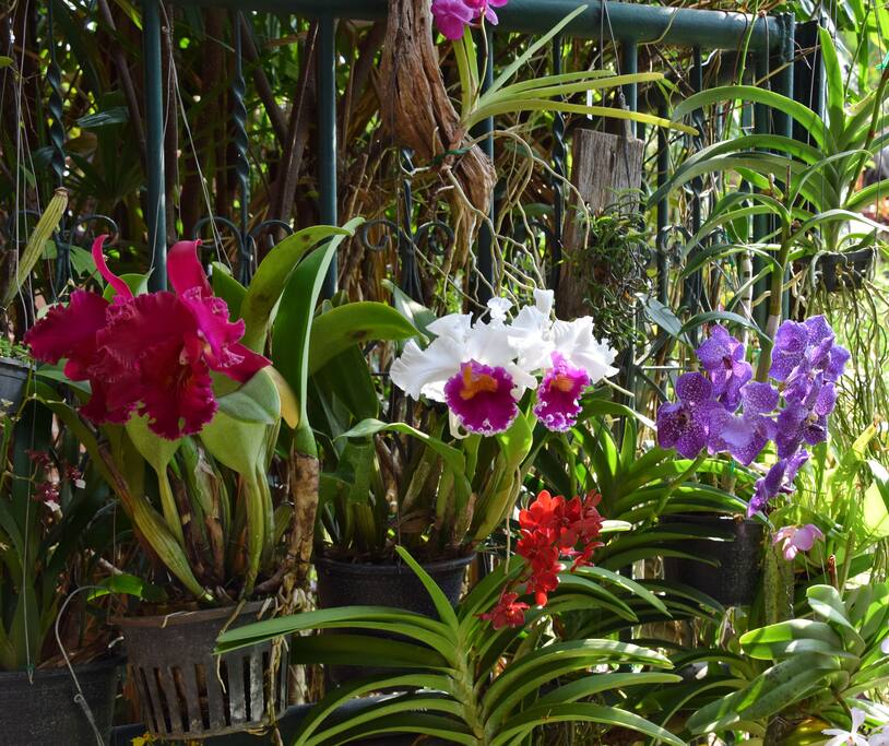 We love orchids and put them on display in front of breakfastlunchdinner area