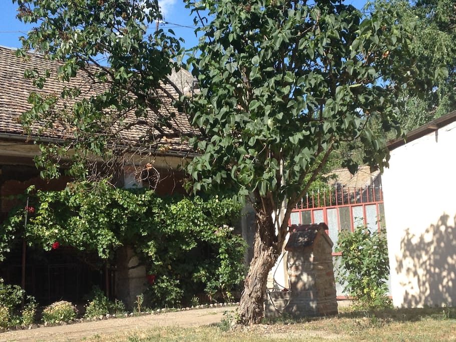 Cosy apartment near the Fortress - Petrovaradin