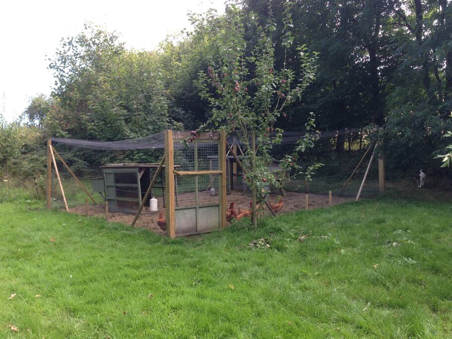 chickens for fresh eggs