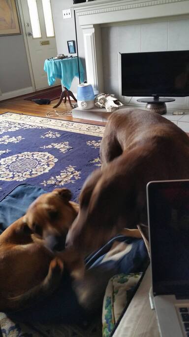 This is Lolita Scarface from Mexico and Moka Mahilo from the Slocan valley. They are my rescue dogs. If we are in town they will want to meet you and then you will be part of the pack.